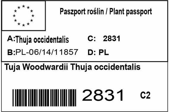 Tuja Woodwardii Thuja occidentalis