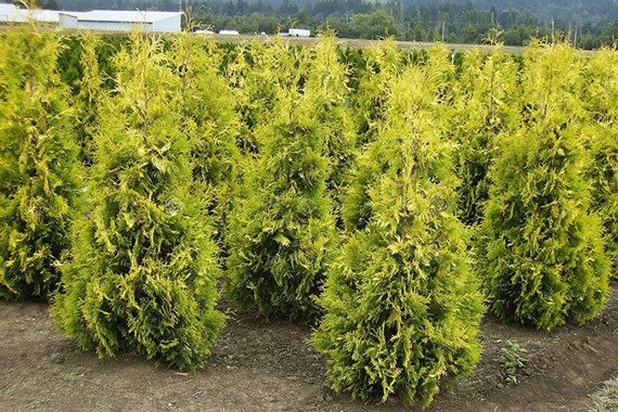 Tuja Yellow Ribbon Thuja occidentalis