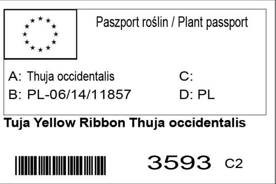 Tuja Yellow Ribbon Thuja occidentalis