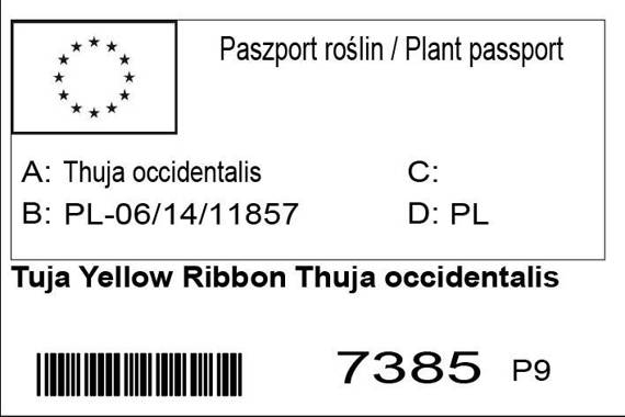 Tuja Yellow Ribbon Thuja occidentalis