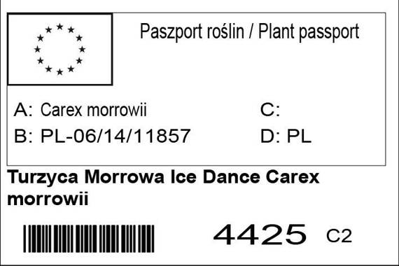 Turzyca Morrowa Ice Dance Carex morrowii