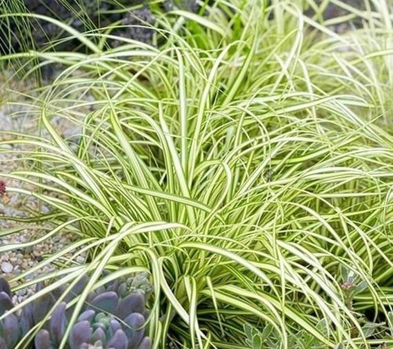 Turzyca oszimska Evergold Carex oshimensis