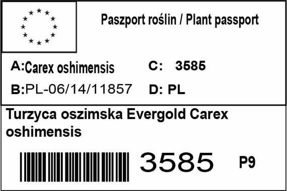 Turzyca oszimska Evergold Carex oshimensis