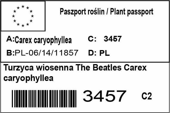 Turzyca wiosenna The Beatles Carex caryophyllea