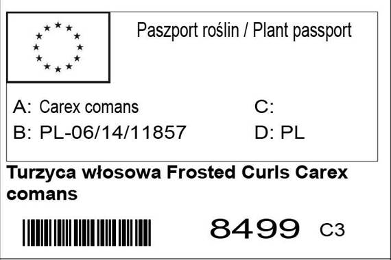 Turzyca włosowa Frosted Curls Carex comans