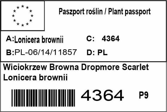 Wiciokrzew Browna Dropmore Scarlet Lonicera brownii