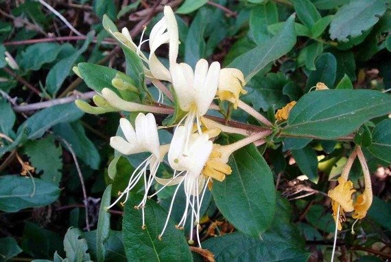 Wiciokrzew japoński Aureoreticulata Lonicera japonica