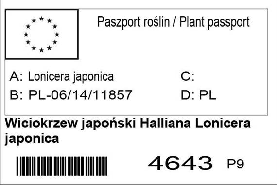 Wiciokrzew japoński Halliana Lonicera japonica