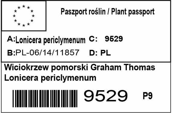 Wiciokrzew pomorski Graham Thomas Lonicera periclymenum