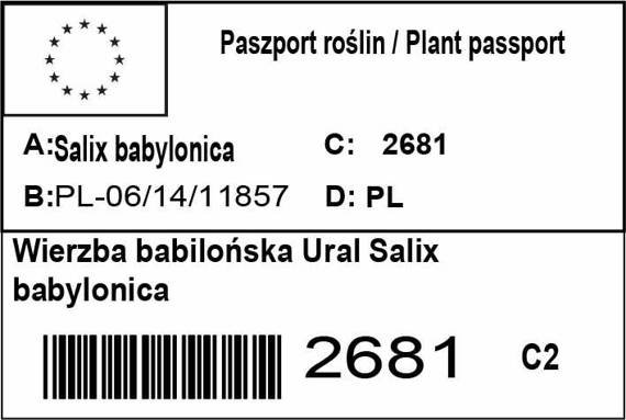 Wierzba babilońska Ural Salix babylonica