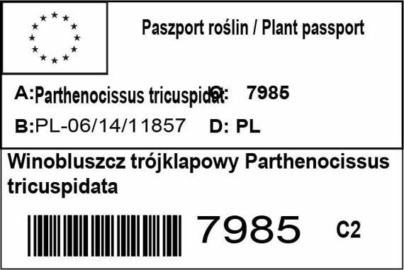 Winobluszcz trójklapowy Parthenocissus tricuspidata 