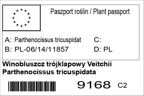Winobluszcz trójklapowy Veitchii Parthenocissus tricuspidata