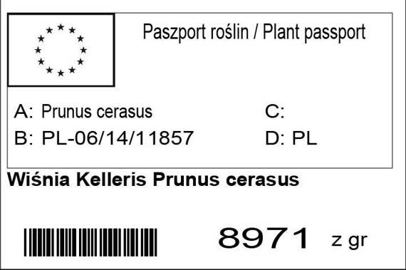 Wiśnia Kelleris Prunus cerasus