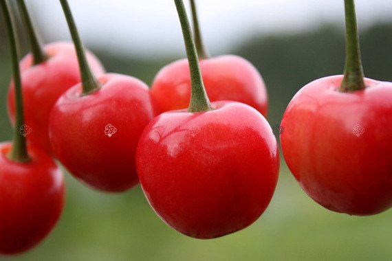 Wiśnia Lucyna Prunus cerasus