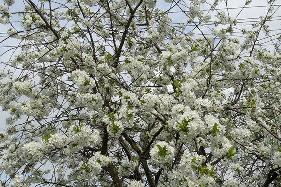 Wiśnia Lucyna Prunus cerasus