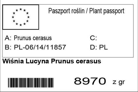 Wiśnia Lucyna Prunus cerasus