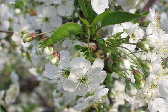 Wiśnia Nana Prunus cerasus