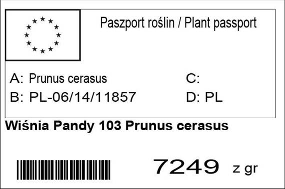 Wiśnia Pandy 103 Prunus cerasus