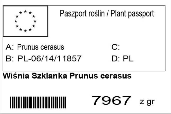 Wiśnia Szklanka Prunus cerasus