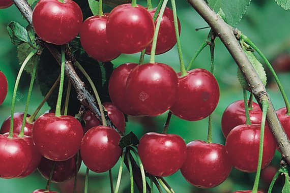 Wiśnia groniasta Ujfehertoi Prunus cerasus