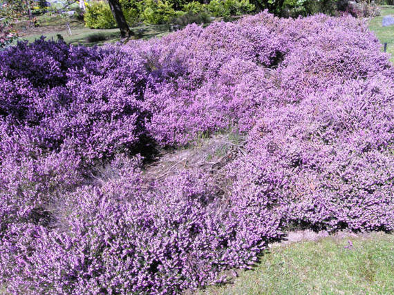 Wrzosiec krwisty Winter Beauty Erica carnea