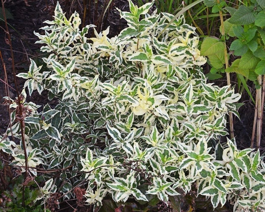 Zadrzewnia bezogonkowa Cool Splash PBR Diervilla sessilifolia