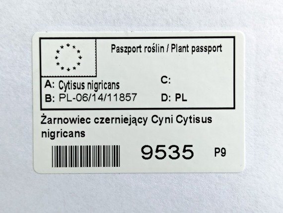 Żarnowiec czerniejący Cyni Cytisus nigricans