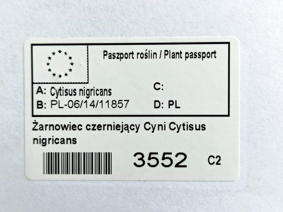 Żarnowiec czerniejący Cyni Cytisus nigricans