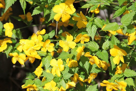 Złotlin japoński Golden Guinea Kerria japonica