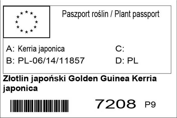 Złotlin japoński Golden Guinea Kerria japonica