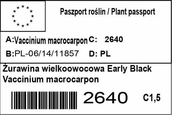 Żurawina wielkoowocowa Early Black Vaccinium macrocarpon