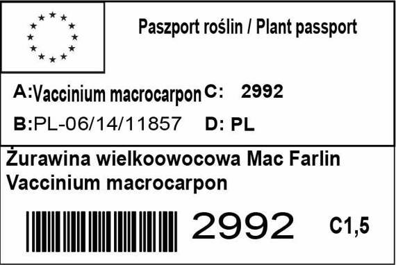 Żurawina wielkoowocowa Mc Farlin Vaccinium macrocarpon