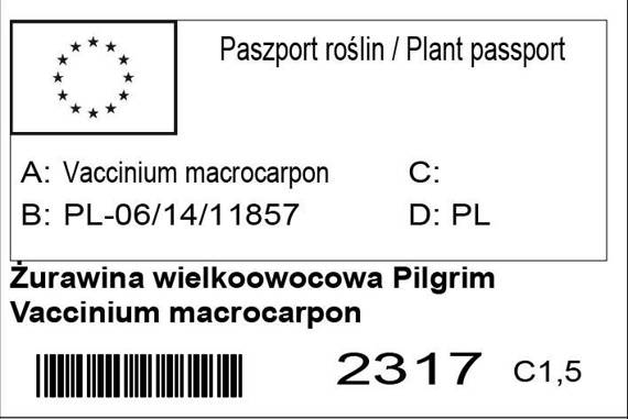 Żurawina wielkoowocowa Pilgrim Vaccinium macrocarpon