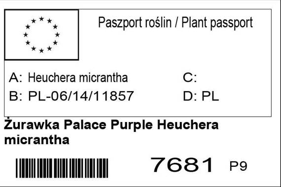 Żurawka Palace Purple Heuchera micrantha