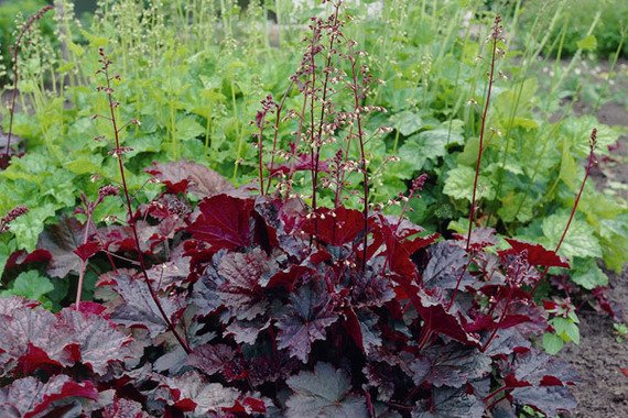 Żurawka Palace Purple Heuchera micrantha