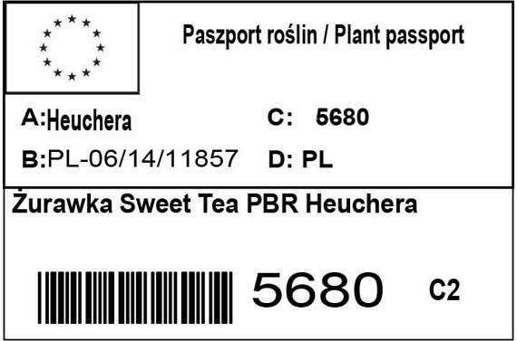 Żurawka Sweet Tea Heucherella