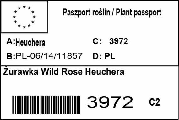 Żurawka Wild Rose Heuchera