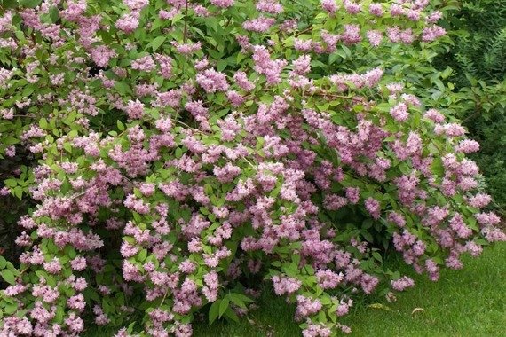 Żylistek mieszańcowy Strawberry Fields Deutzia hybrida