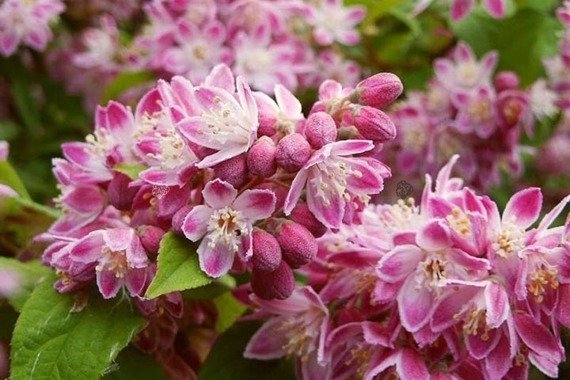 Żylistek mieszańcowy Strawberry Fields Deutzia hybrida