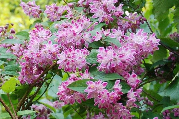 Żylistek mieszańcowy Strawberry Fields Deutzia hybrida