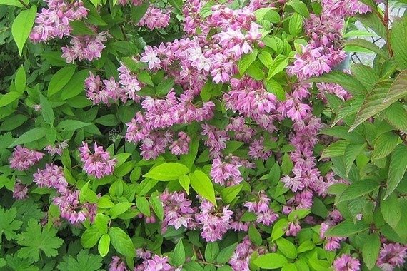 Żylistek mieszańcowy Strawberry Fields Deutzia hybrida