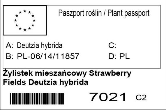 Żylistek mieszańcowy Strawberry Fields Deutzia hybrida