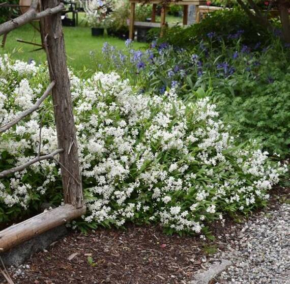 Żylistek wysmukły Nikko Deutzia gracilis