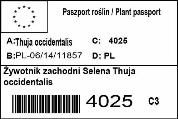 Żywotnik zachodni Selena Thuja occidentalis