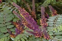 Amorfa krzewiasta Amorpha fruticosa