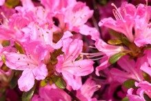 Azalia japońska Diamant Rosa Rhododendron obtusum