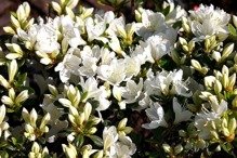 Azalia japońska Diamant Weiss Rhododendron obtusum
