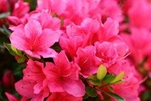 Azalia japońska Drapa Rhododendron obtusum