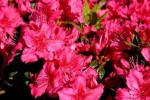 Azalia japońska George Arends Rhododendron obtusum