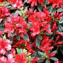 Azalia japońska Hot Shot Variegated Rhododendron obtusum